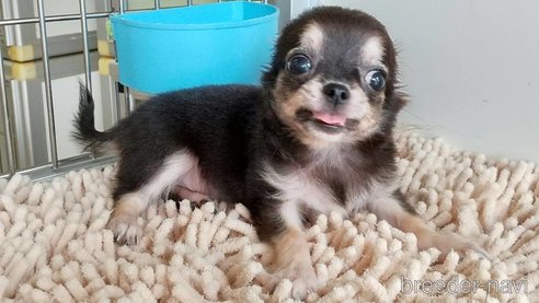 成約済の愛知県のチワワ(ロングコート)-254169の12枚目