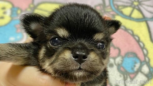 成約済の東京都のチワワ(ロングコート)-266222の17枚目