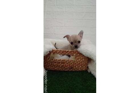 成約済の埼玉県のチワワ(スムースコート)-265060の1枚目