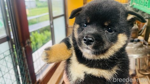 成約済の茨城県の豆柴-266231の1枚目