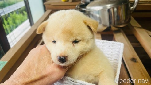 成約済の茨城県の豆柴-266235の5枚目