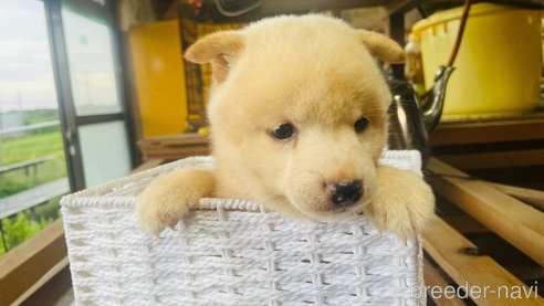 成約済の茨城県の豆柴-266235の3枚目