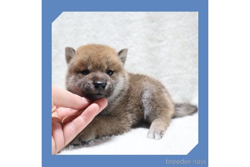成約済の岡山県の柴犬-261956の13枚目