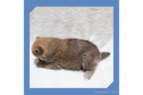 成約済の岡山県の柴犬-261956の12枚目