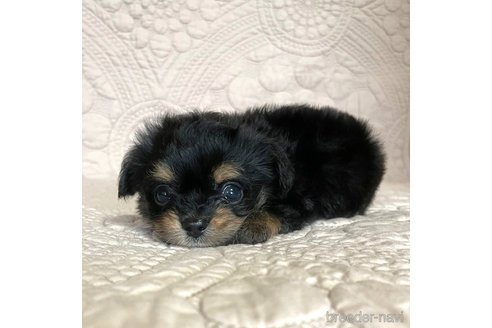成約済の徳島県のミックス犬-264298の32枚目