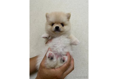 販売中の千葉県のポメラニアン-266333