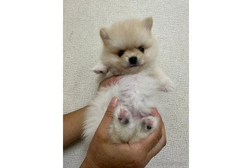 成約済の千葉県のポメラニアン-266333の14枚目