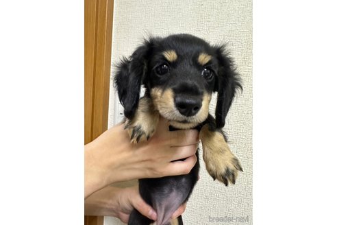 成約済の千葉県のミニチュアダックスフンド(ロングヘアード)-266341の18枚目