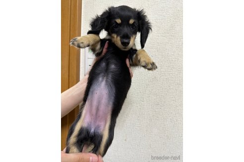 成約済の千葉県のミニチュアダックスフンド(ロングヘアード)-266341の17枚目