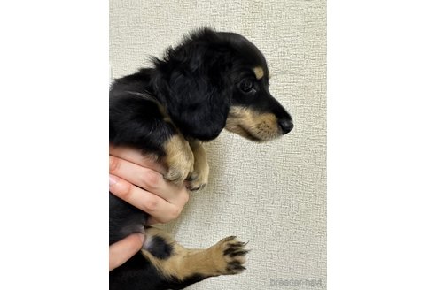 成約済の千葉県のミニチュアダックスフンド(ロングヘアード)-266341の14枚目