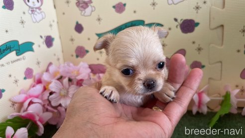 成約済の栃木県のチワワ(ロングコート)-266346