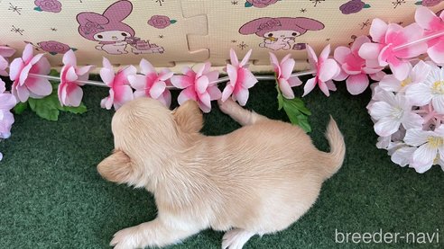 成約済の栃木県のチワワ(ロングコート)-266346の4枚目