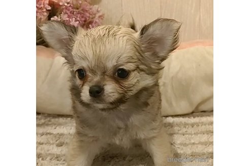 成約済の愛知県のチワワ(ロングコート)-266354の5枚目