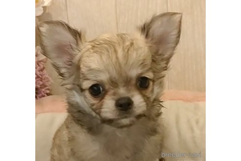 成約済の愛知県のチワワ(ロングコート)-266354の4枚目