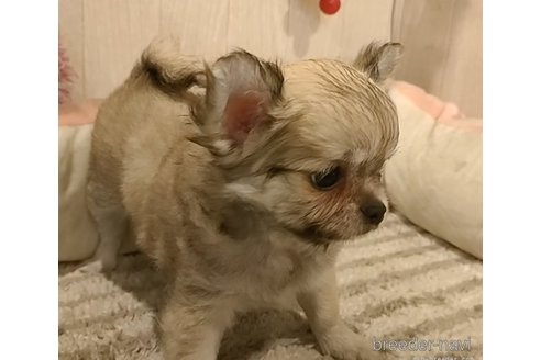 成約済の愛知県のチワワ(ロングコート)-266354の3枚目