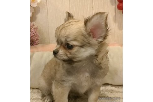 成約済の愛知県のチワワ(ロングコート)-266354の2枚目