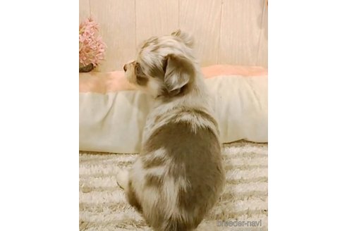 成約済の愛知県のチワワ(ロングコート)-266357の5枚目