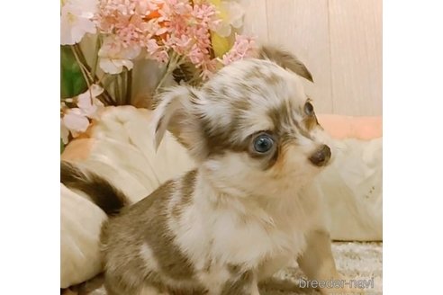 成約済の愛知県のチワワ(ロングコート)-266357の4枚目