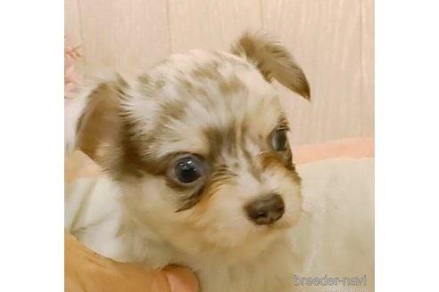 成約済の愛知県のチワワ(ロングコート)-266357の2枚目