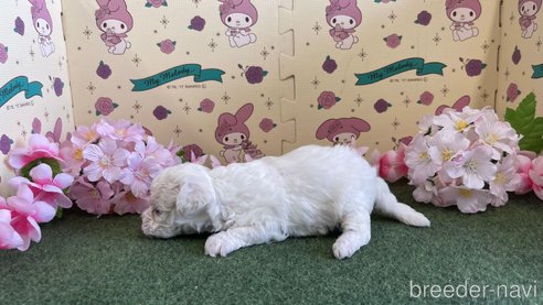 成約済の栃木県のビションフリーゼ-266369の3枚目