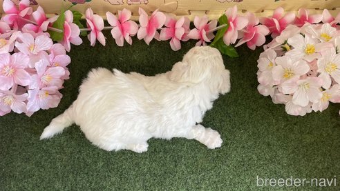 成約済の栃木県のビションフリーゼ-266369の4枚目