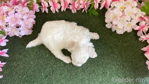 成約済の栃木県のビションフリーゼ-266370の2枚目
