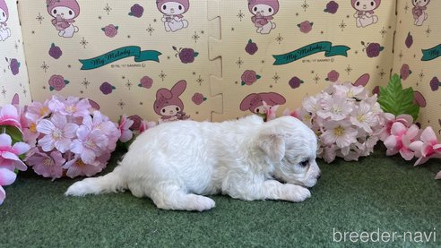 成約済の栃木県のビションフリーゼ-266370の3枚目