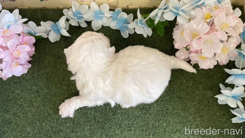 成約済の栃木県のビションフリーゼ-266372の4枚目