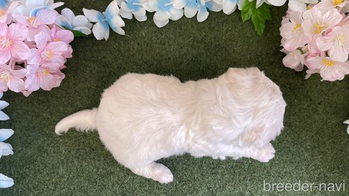 成約済の栃木県のビションフリーゼ-266373の3枚目