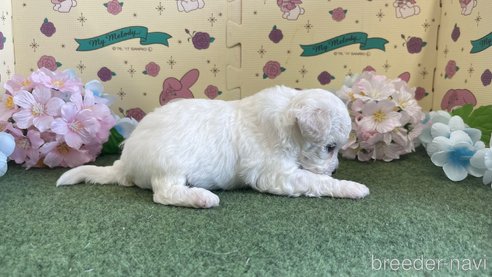 成約済の栃木県のビションフリーゼ-266373の4枚目