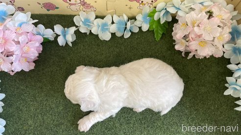 成約済の栃木県のビションフリーゼ-266382の3枚目