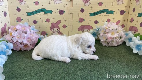 成約済の栃木県のビションフリーゼ-266382の4枚目