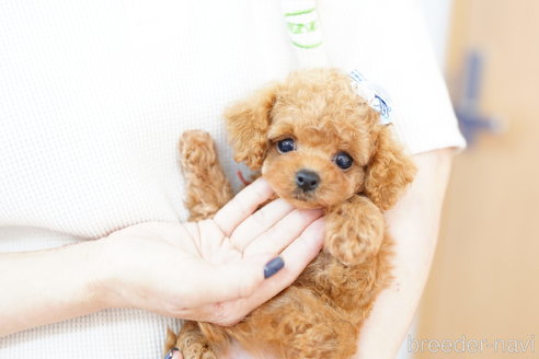 成約済の埼玉県のミックス犬-266385の4枚目