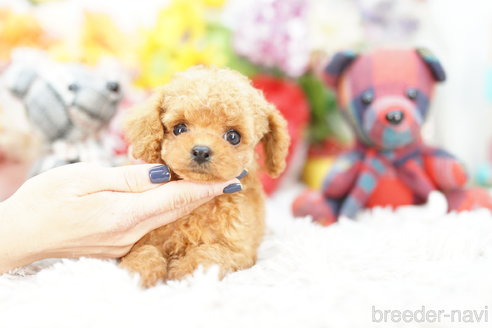 成約済の埼玉県のミックス犬-266385の2枚目