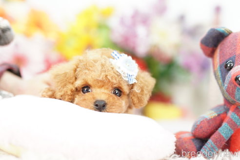 成約済の埼玉県のミックス犬-266385の1枚目