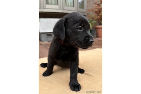 成約済の茨城県のラブラドールレトリーバー-266435の2枚目