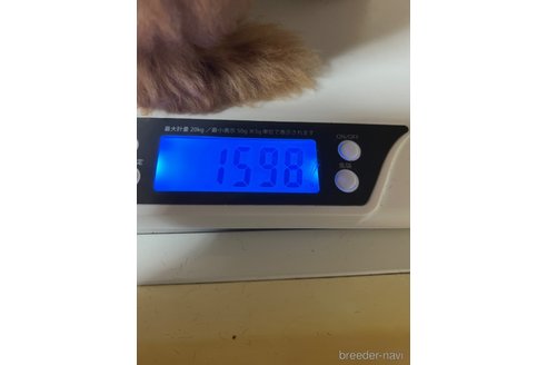 成約済の岡山県のタイニープードル-254366の8枚目