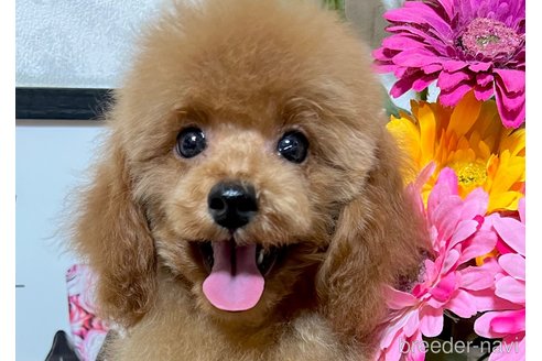 成約済の岡山県のタイニープードル-254366の2枚目