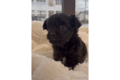 成約済の福岡県のチワプー:チワワ×トイプードル-266452の16枚目