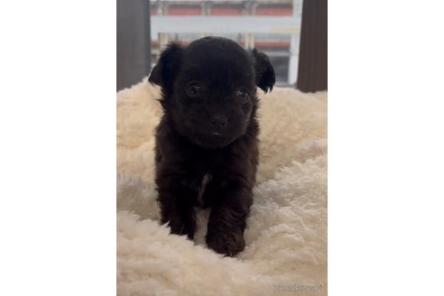 成約済の福岡県のチワプー:チワワ×トイプードル-266452の15枚目