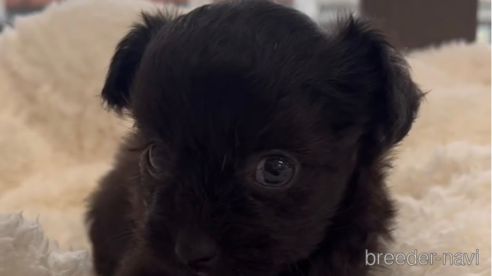 成約済の福岡県のチワプー:チワワ×トイプードル-266452の14枚目