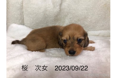 販売中の茨城県のミニチュアダックスフンド(ロングヘアード)-265158の3枚目