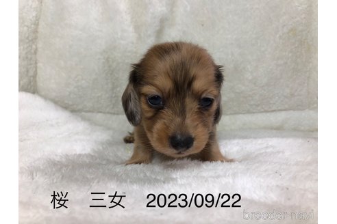 販売中の茨城県のミニチュアダックスフンド(ロングヘアード)-265158の2枚目