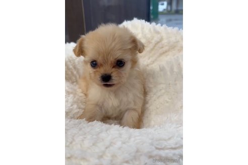 成約済の福岡県のチワプー:チワワ×トイプードル-266458の2枚目