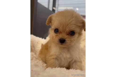 成約済の福岡県のチワプー:チワワ×トイプードル-266458の3枚目