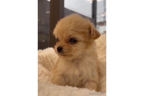 成約済の福岡県のチワプー:チワワ×トイプードル-266458の4枚目