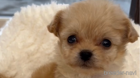 成約済の福岡県のチワプー:チワワ×トイプードル-266458