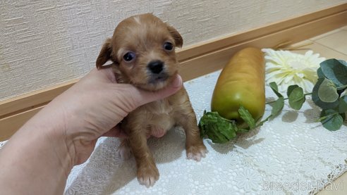 成約済の広島県のチワプー:チワワ×トイプードル-264413の191枚目