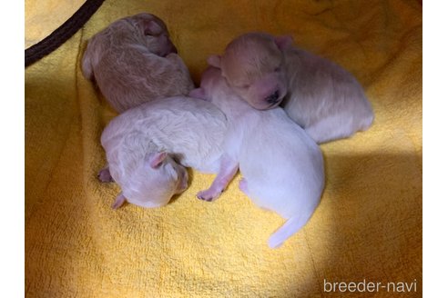 成約済の岐阜県のミックス犬-266487の19枚目