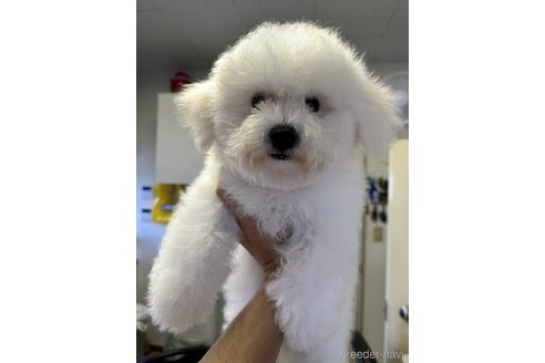 成約済の栃木県のビションフリーゼ-266374の5枚目